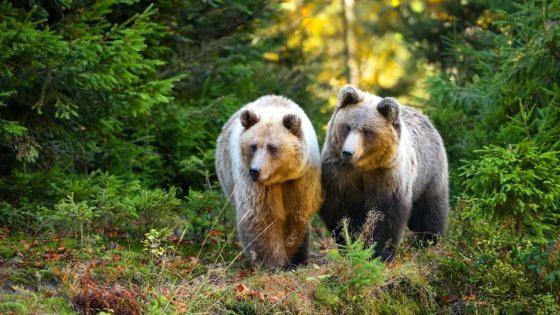 Hotel Au Lit Des Ours อ็อง-โซร์-แลส ภายนอก รูปภาพ